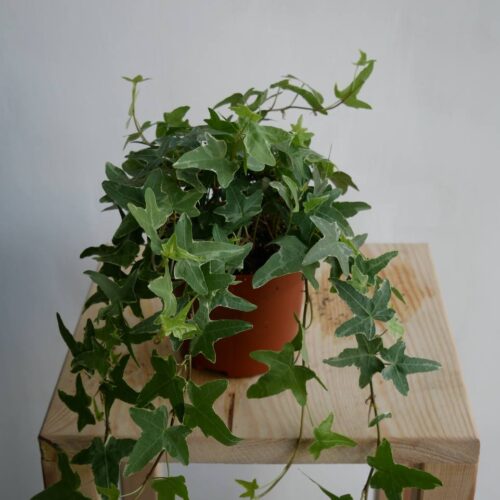 Плющ Хедера ампельний