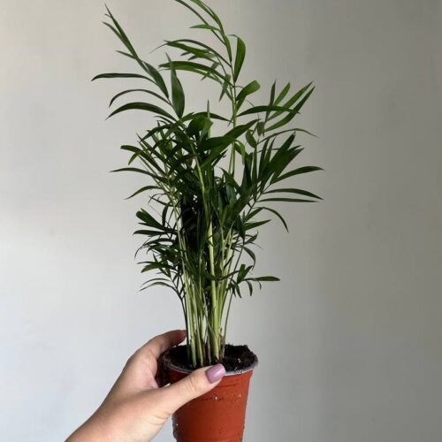 Хамедорея 35 см