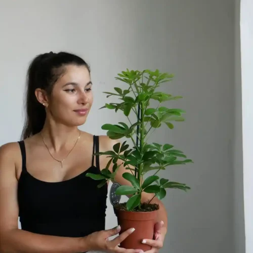 Шефлера Нора 45 см