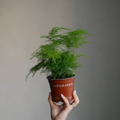 Аспарагус 25 см