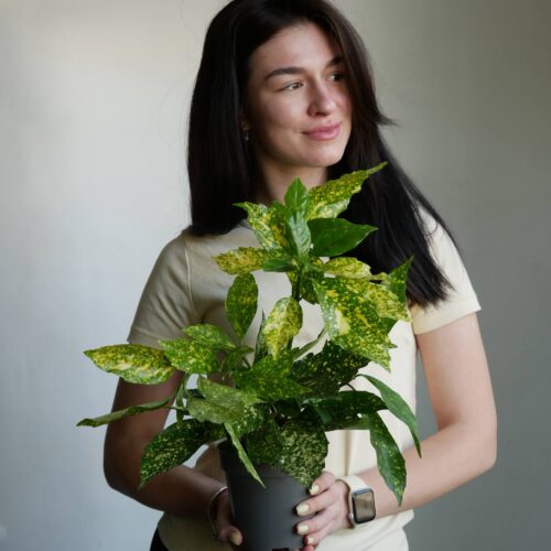 Аукуба варієгатна